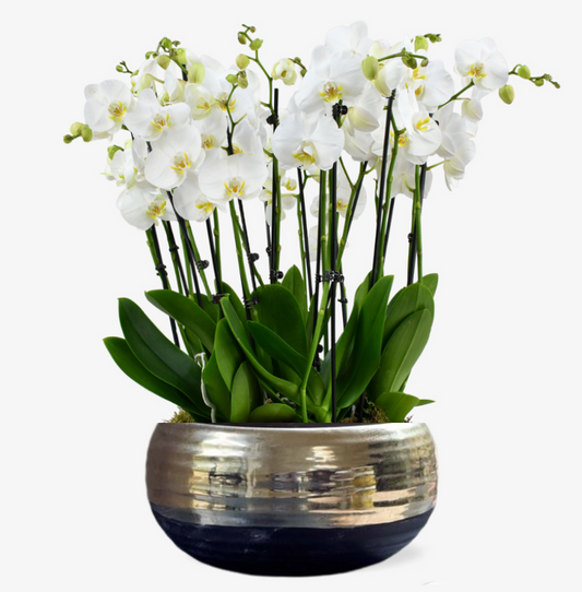 Large Luxury White Orchid